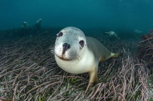 Seal Chalet