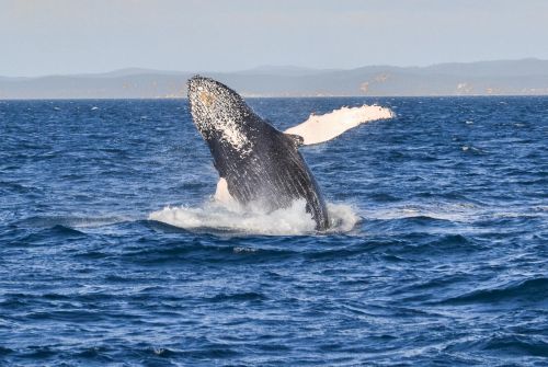 Whale Chalet